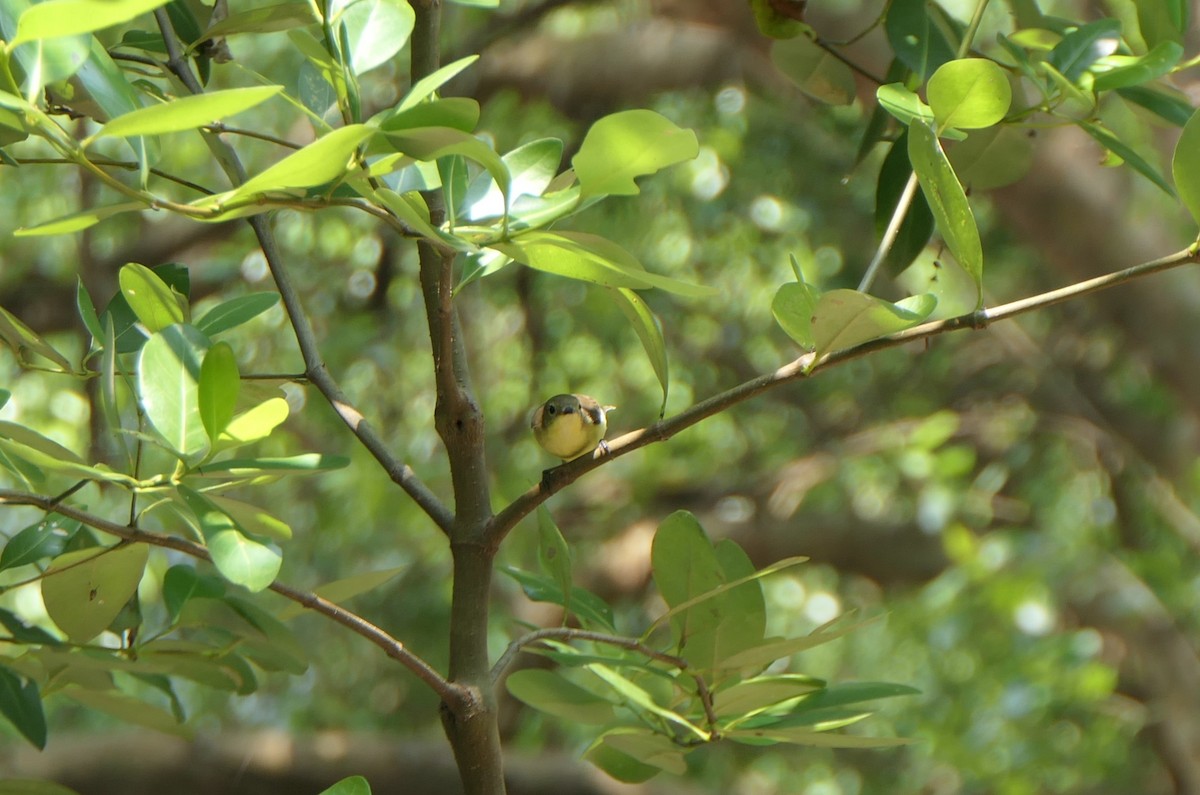 Golden-bellied Gerygone - ML620446971