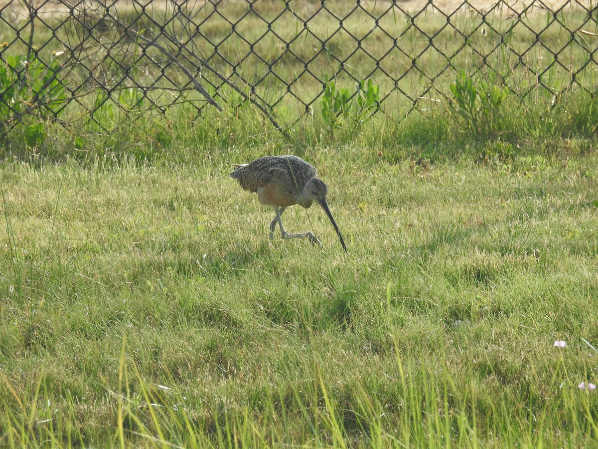 Long-billed Curlew - ML620446975
