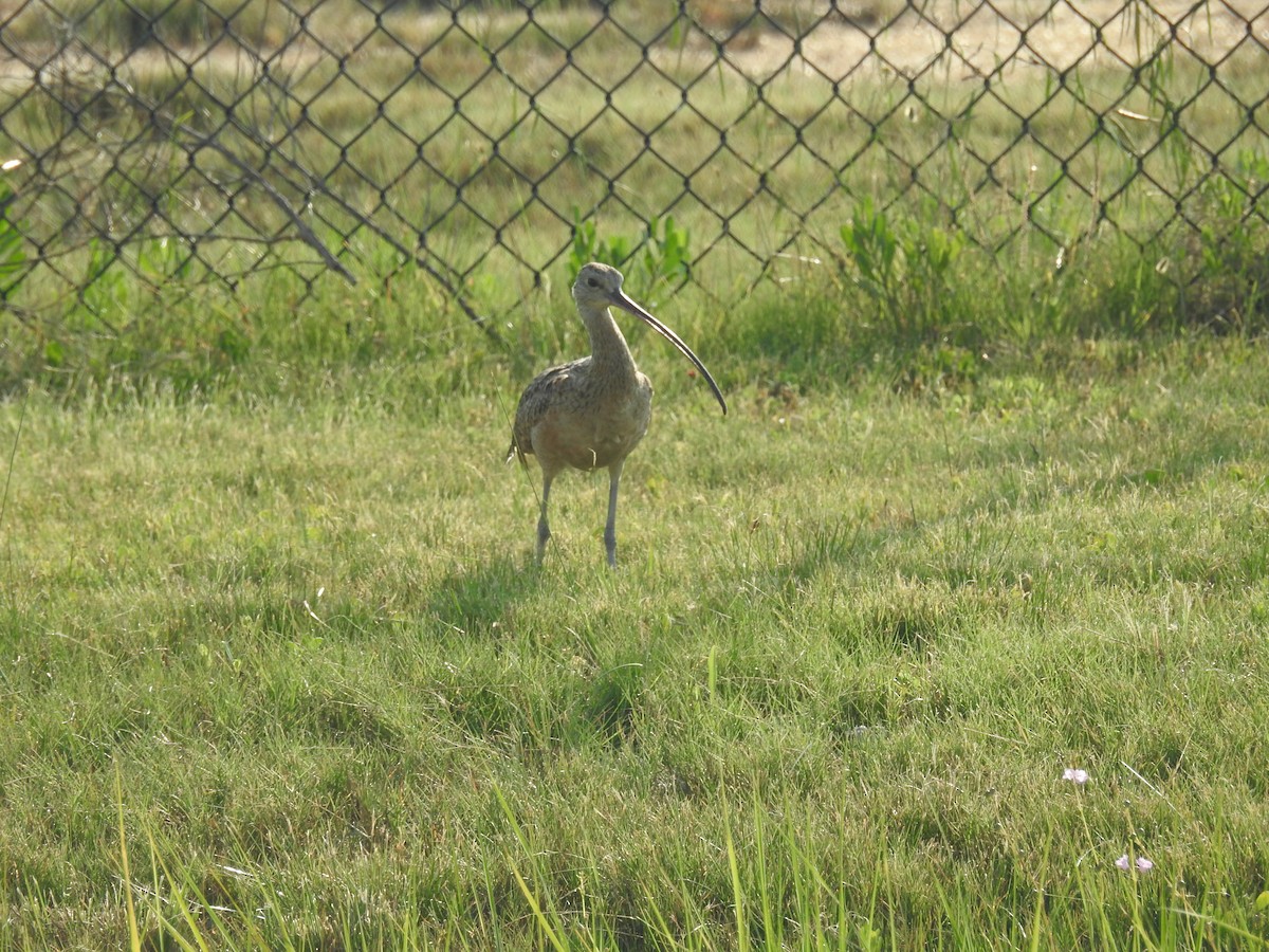 Long-billed Curlew - ML620446976