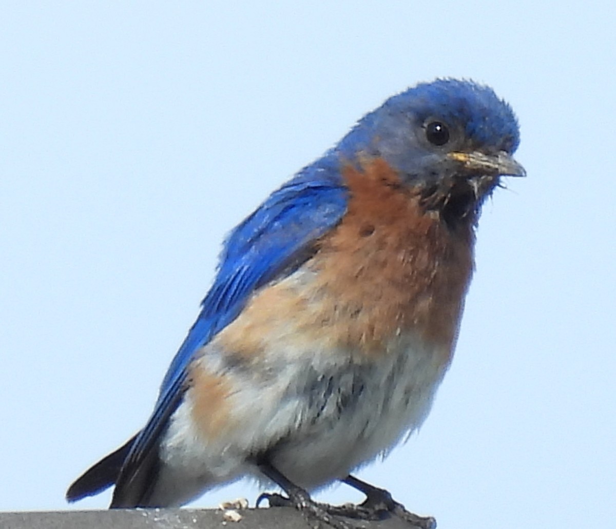 Eastern Bluebird - ML620446977