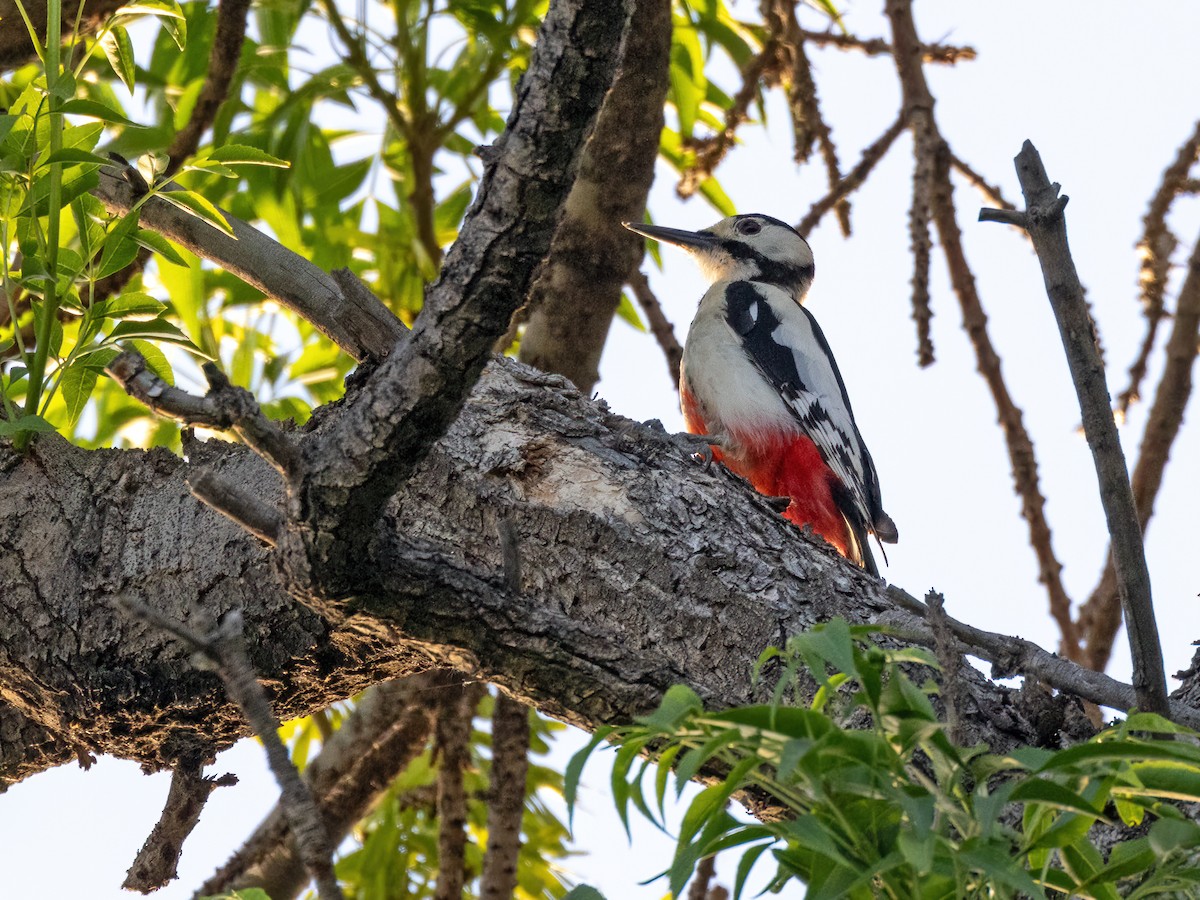 White-winged Woodpecker - ML620446978