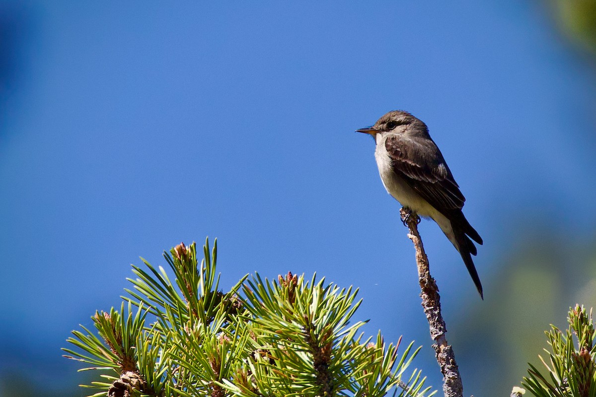 Western Wood-Pewee - ML620446982