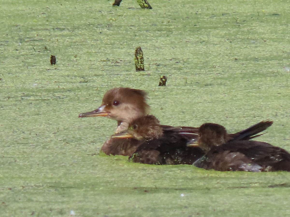 Hooded Merganser - ML620446985