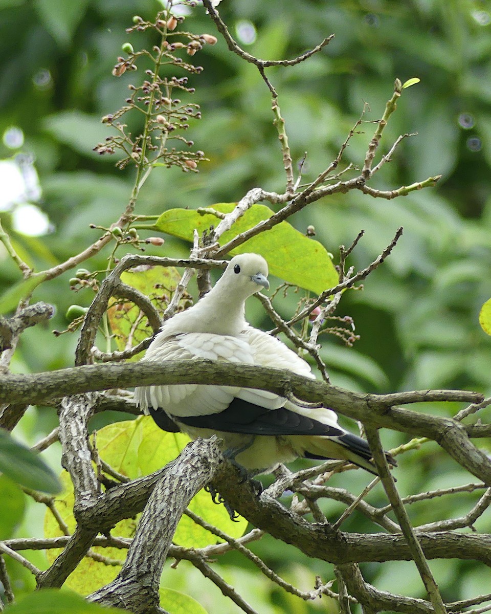 Pied Imperial-Pigeon - ML620447010