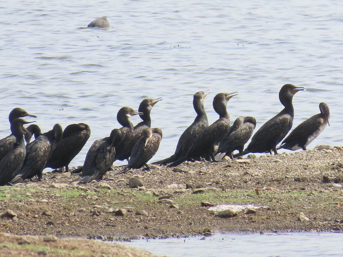 Indian Cormorant - Shilpa Gadgil