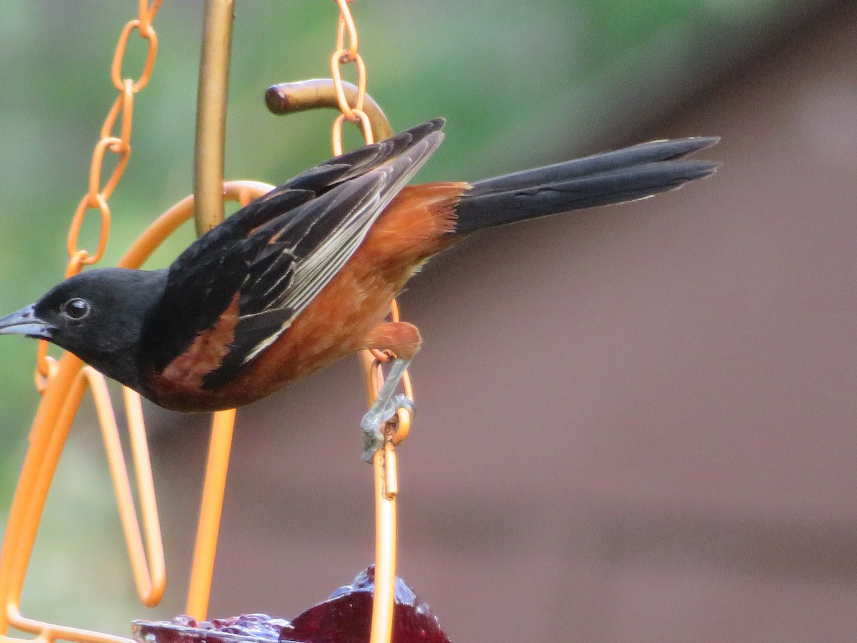 Orchard Oriole - ML620447013