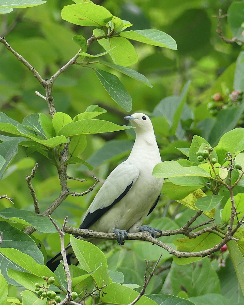 Pied Imperial-Pigeon - Shaun Chang