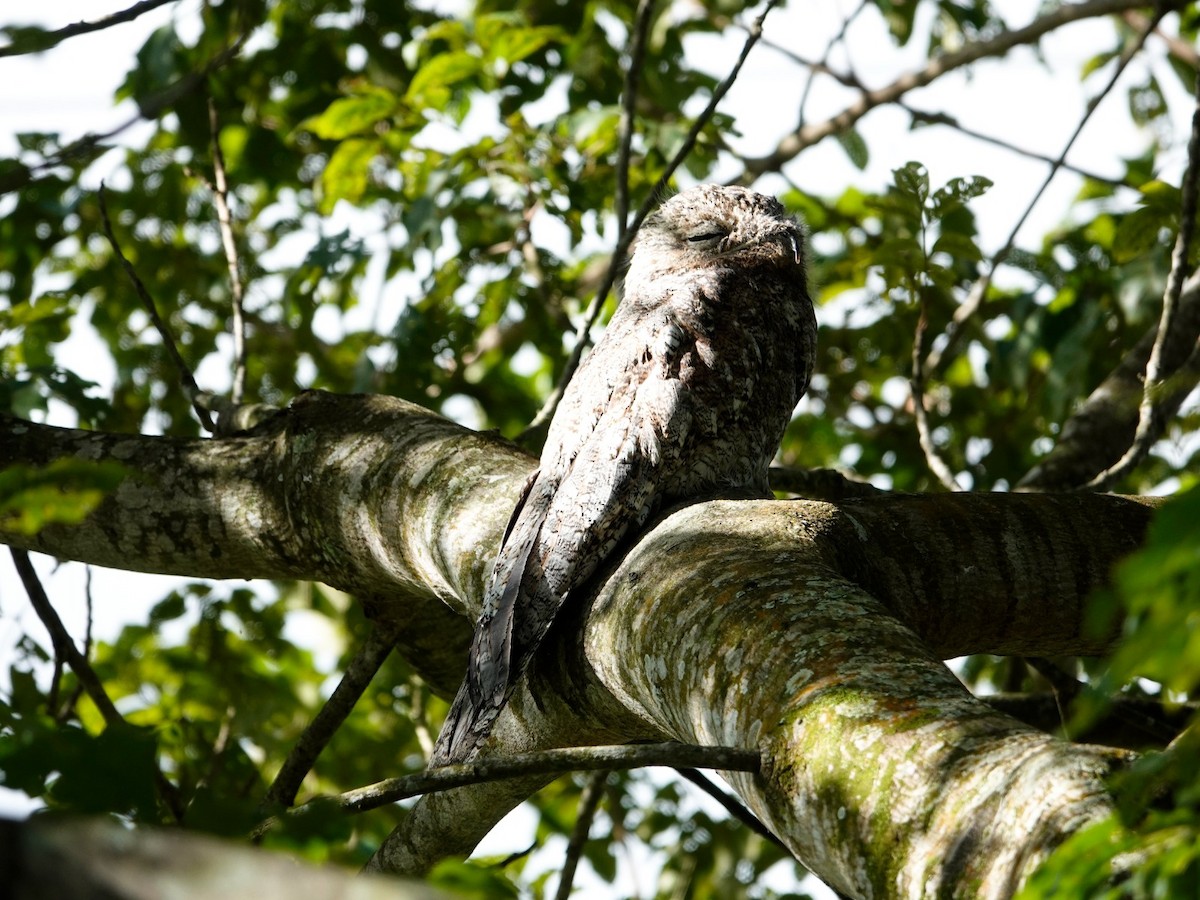 Great Potoo - ML620447034