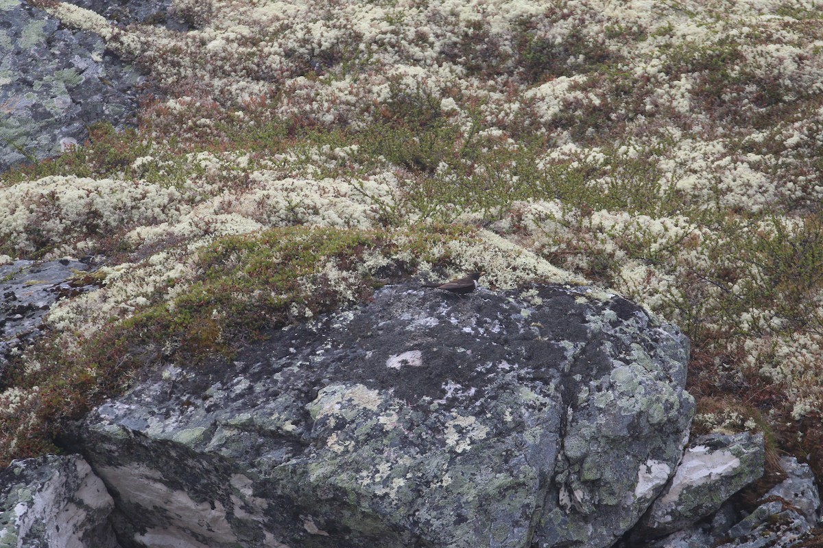 Ring Ouzel (Northern) - ML620447035