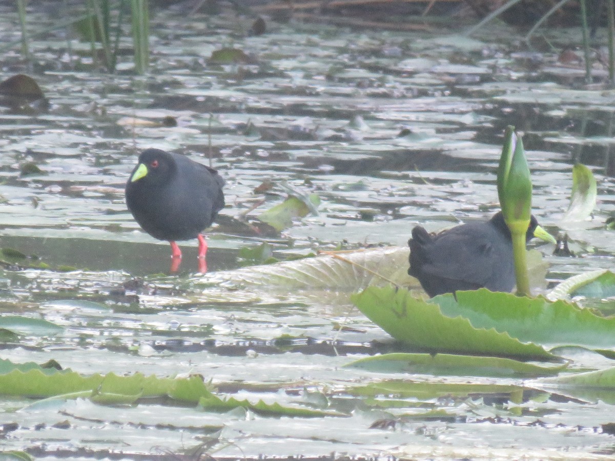 Polluela Negra Africana - ML620447040