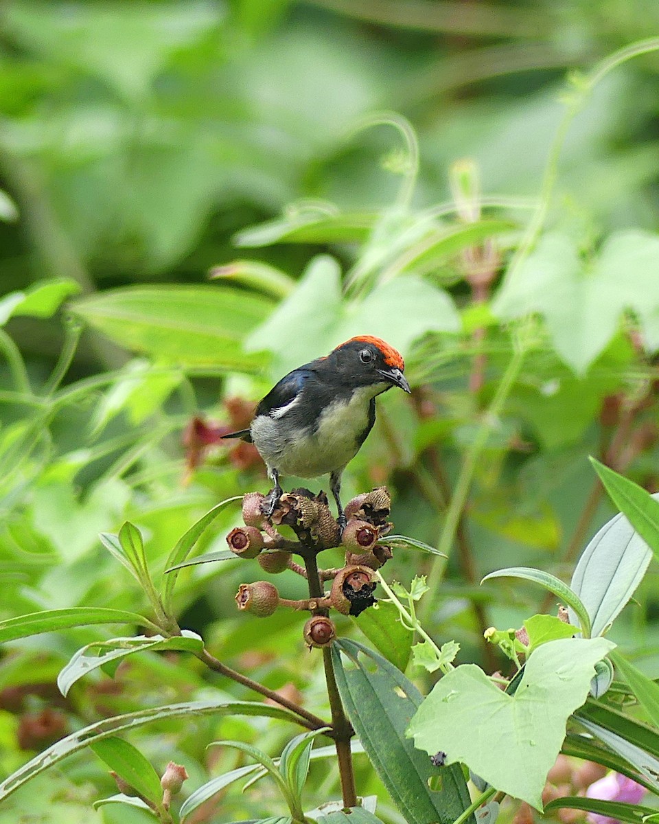 Scarlet-backed Flowerpecker - ML620447042