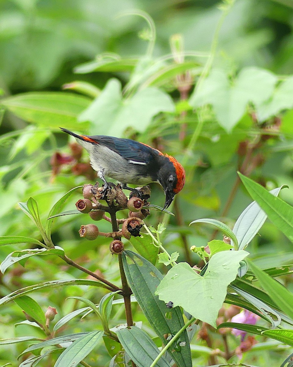 Scarlet-backed Flowerpecker - ML620447043