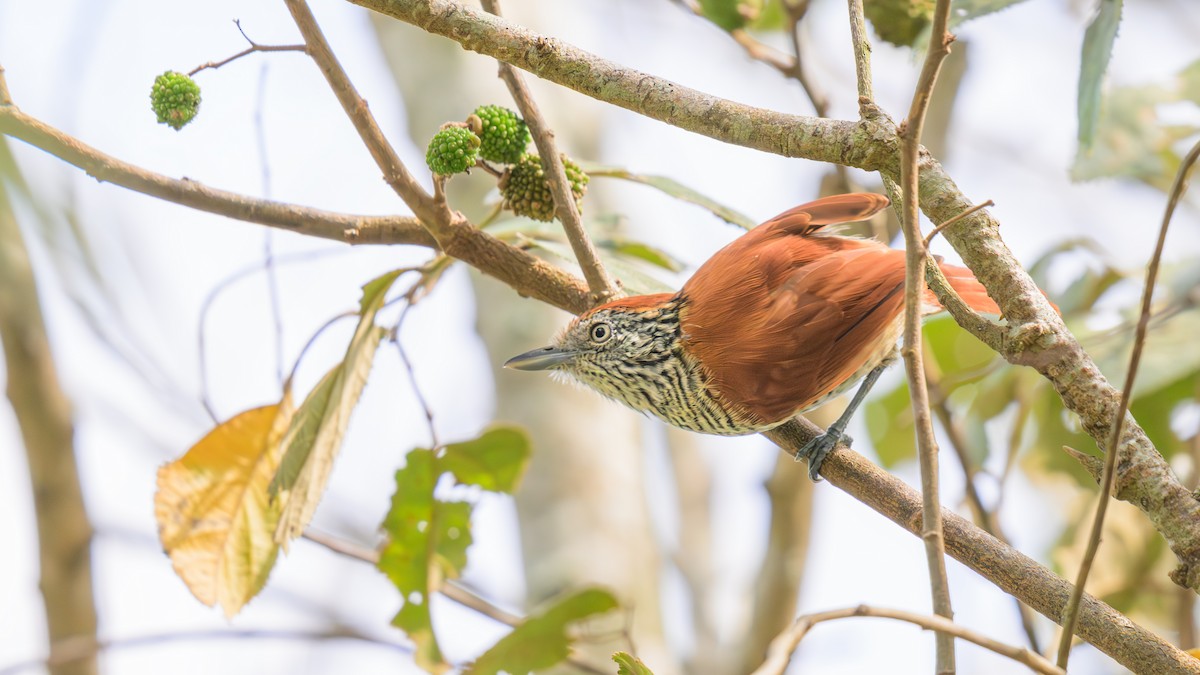 Bar-crested Antshrike - ML620447045