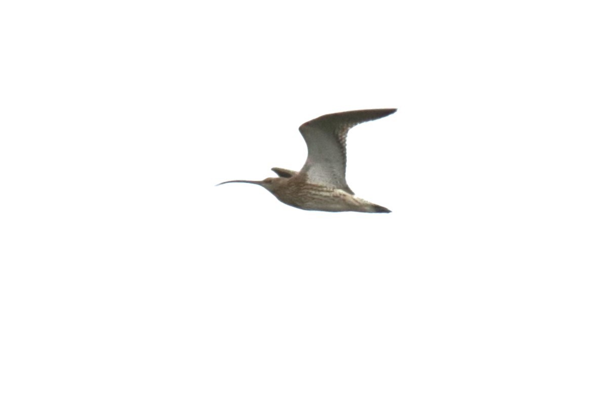 Eurasian Curlew - ML620447046