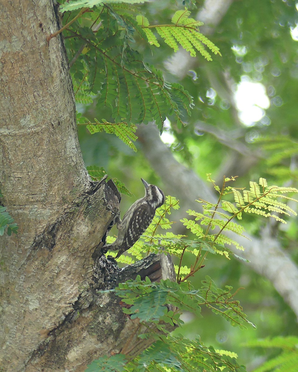 Sunda Pygmy Woodpecker - ML620447047