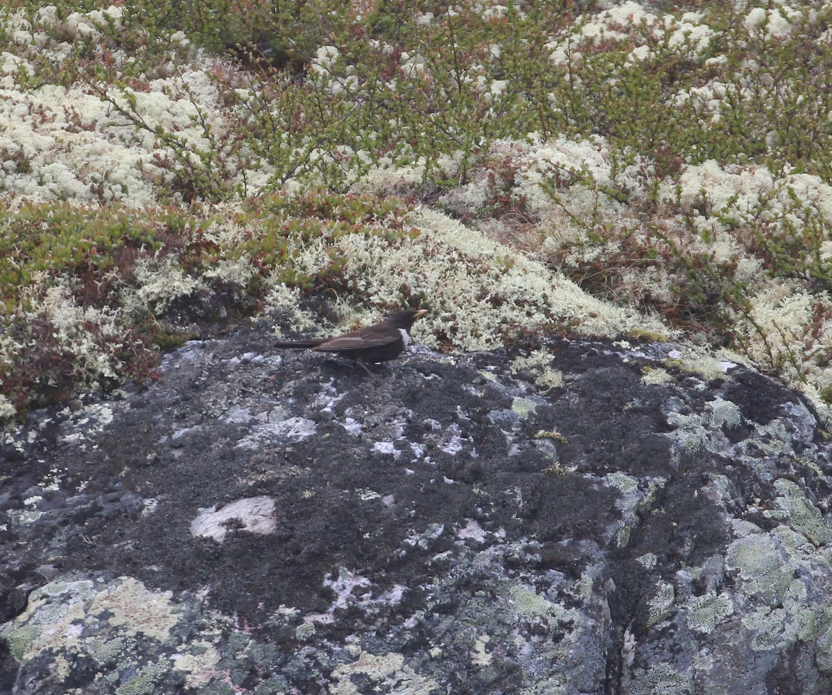 Ring Ouzel (Northern) - ML620447048