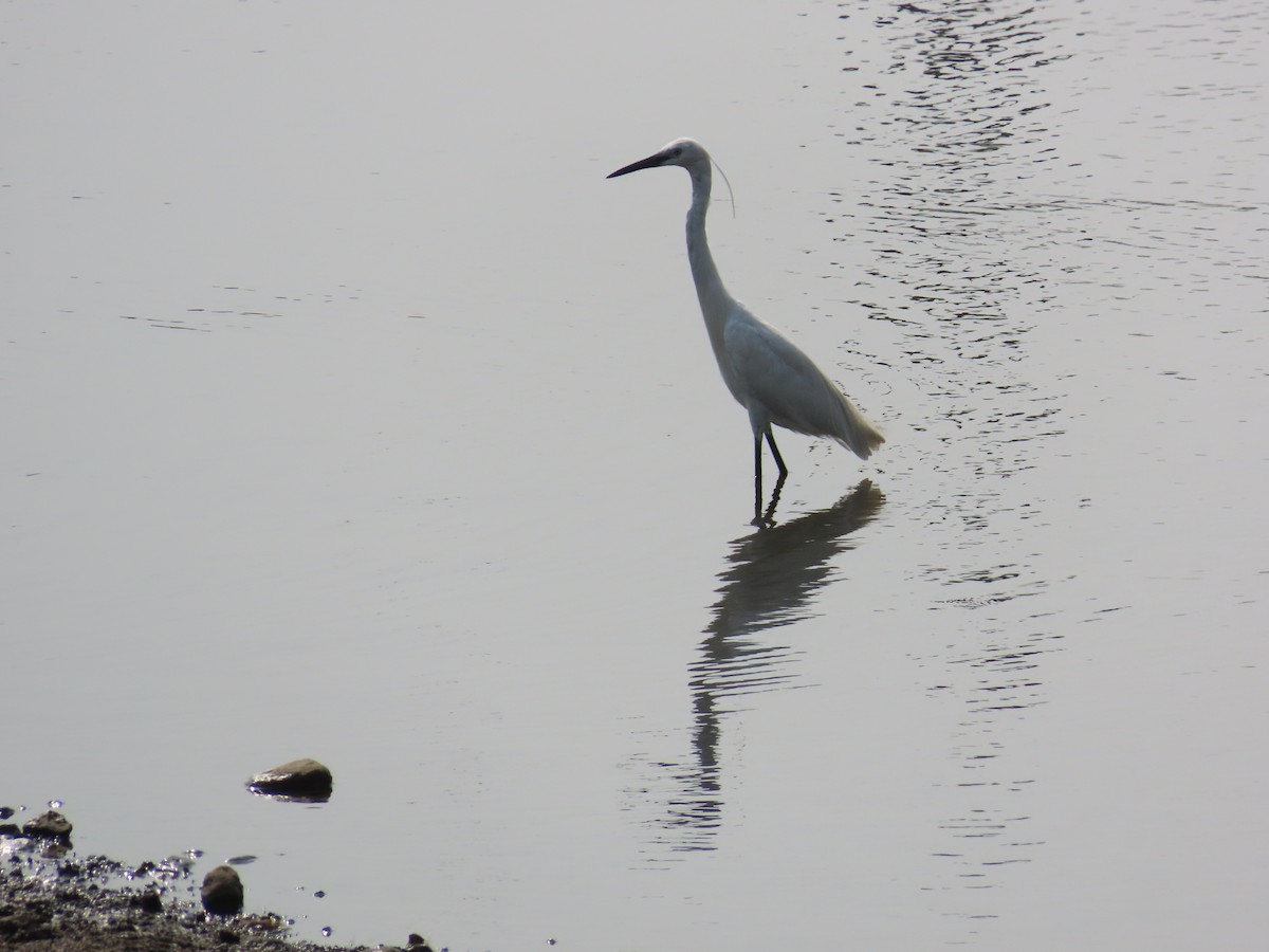 Little Egret - Shilpa Gadgil