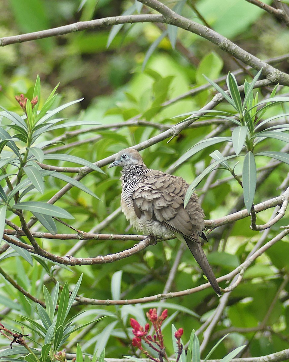 Zebra Dove - ML620447053