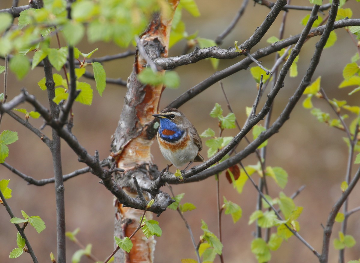 Bluethroat (Red-spotted) - ML620447054