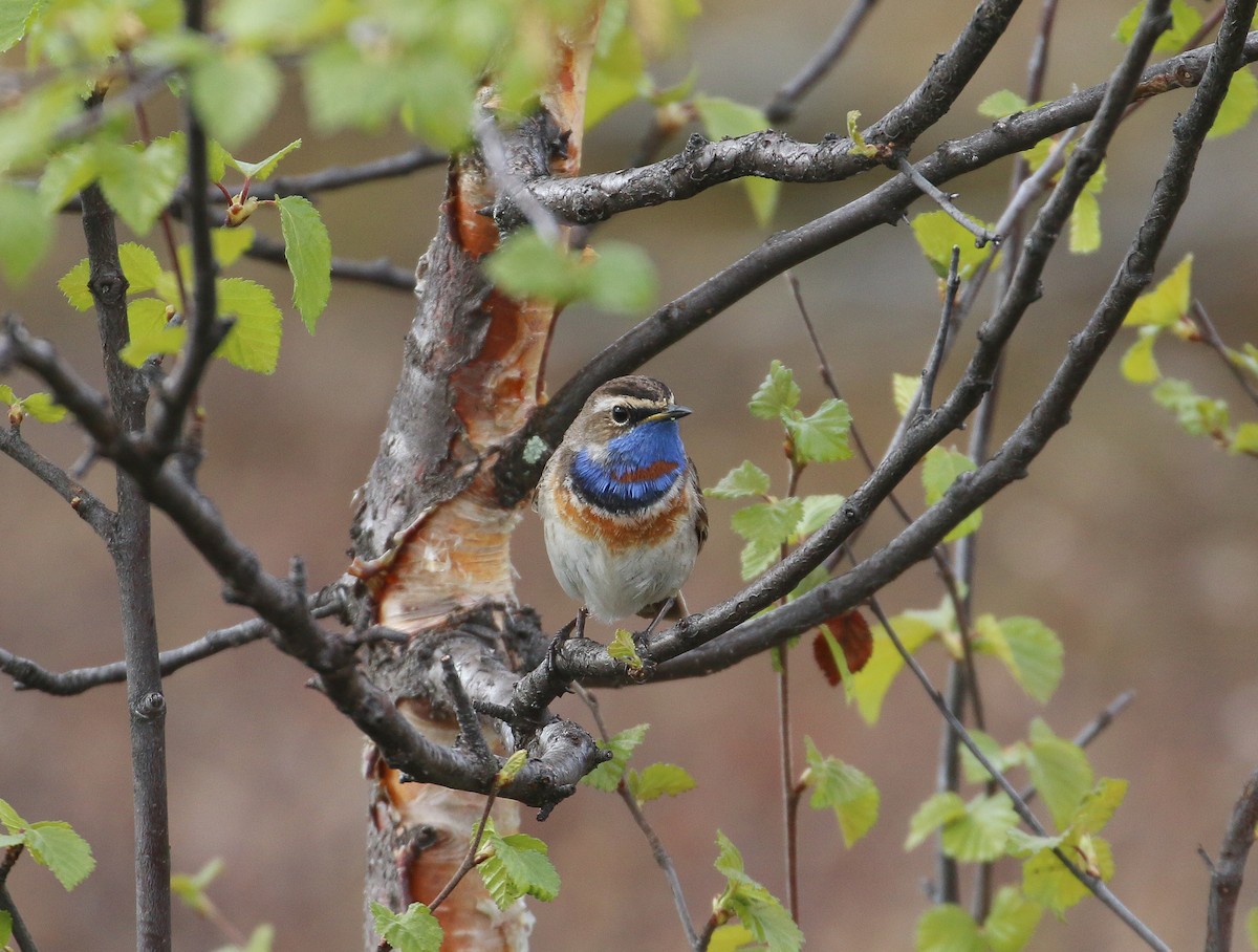 Bluethroat (Red-spotted) - ML620447055