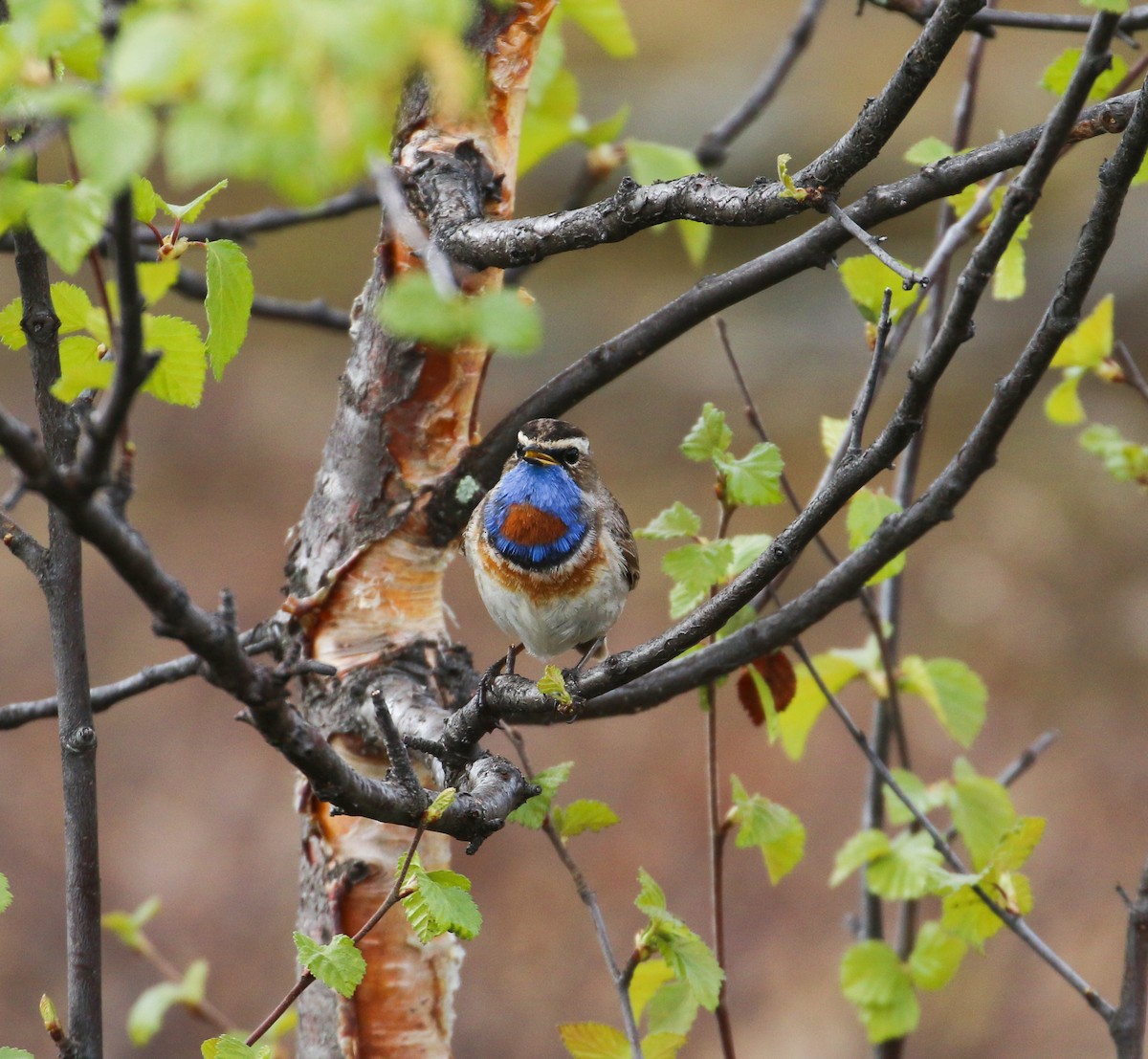 Bluethroat (Red-spotted) - ML620447056