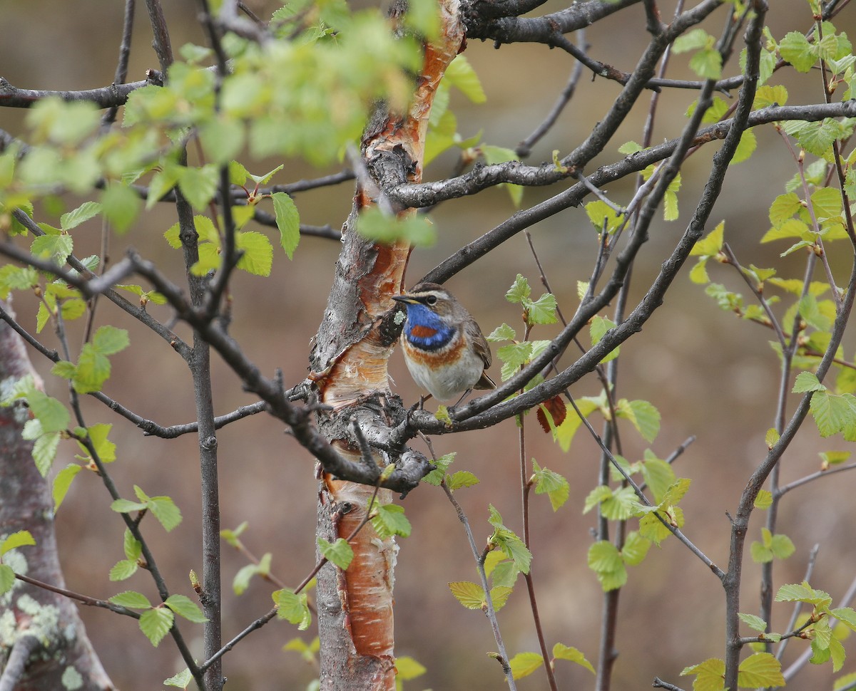 Bluethroat (Red-spotted) - ML620447057