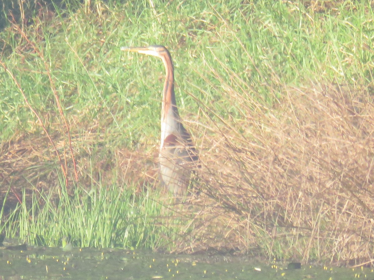 Purple Heron (Purple) - ML620447063