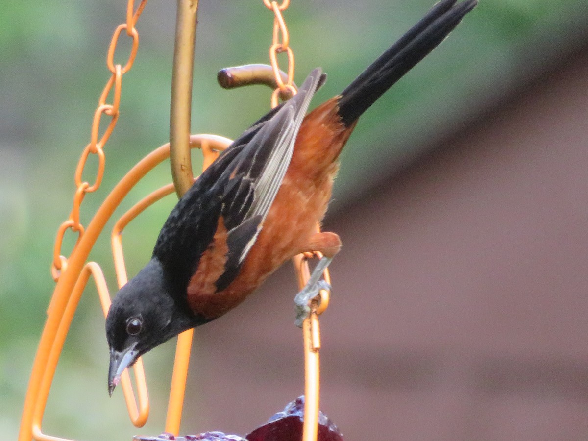 Orchard Oriole - ML620447067