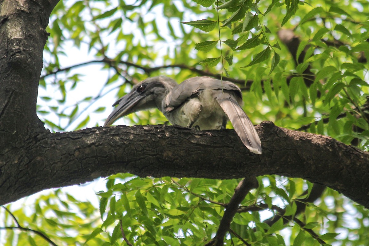 Indian Gray Hornbill - ML620447073