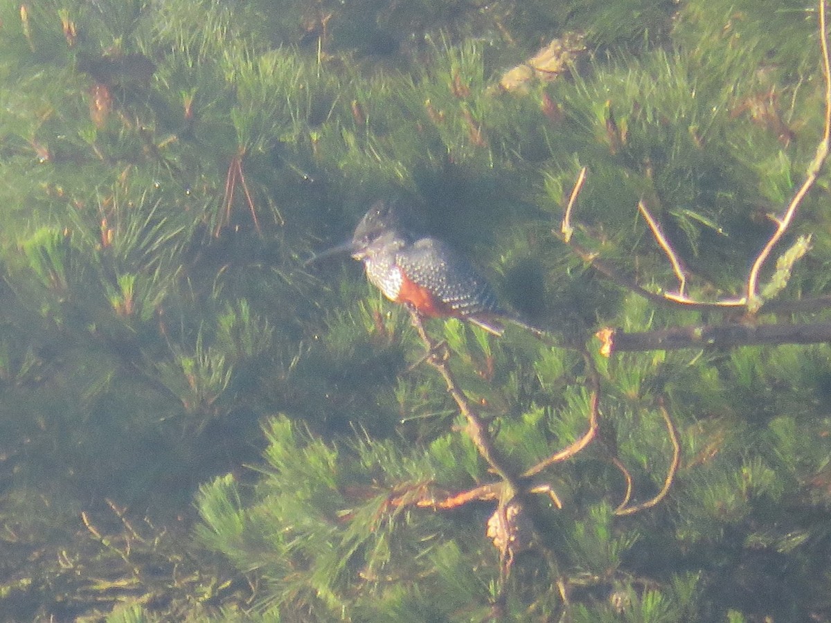 Giant Kingfisher - ML620447075