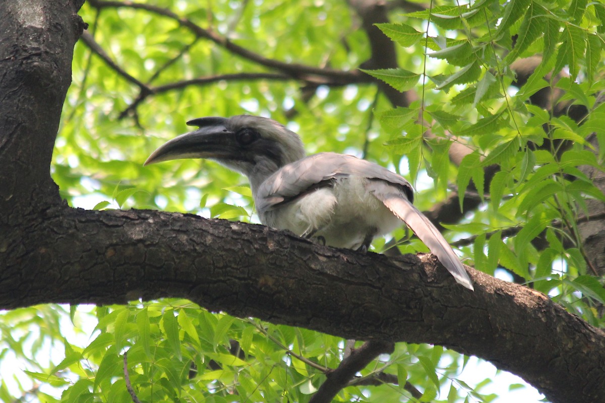Indian Gray Hornbill - ML620447076
