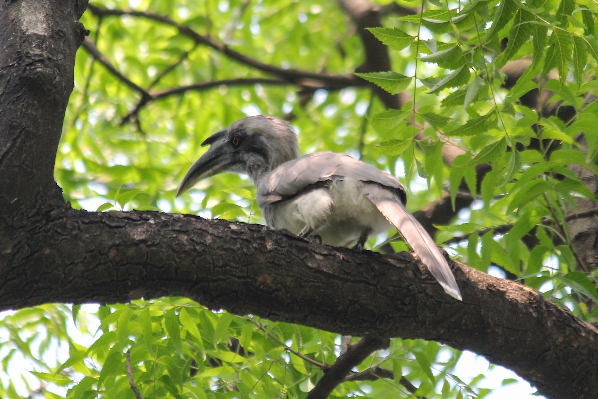 Indian Gray Hornbill - ML620447077