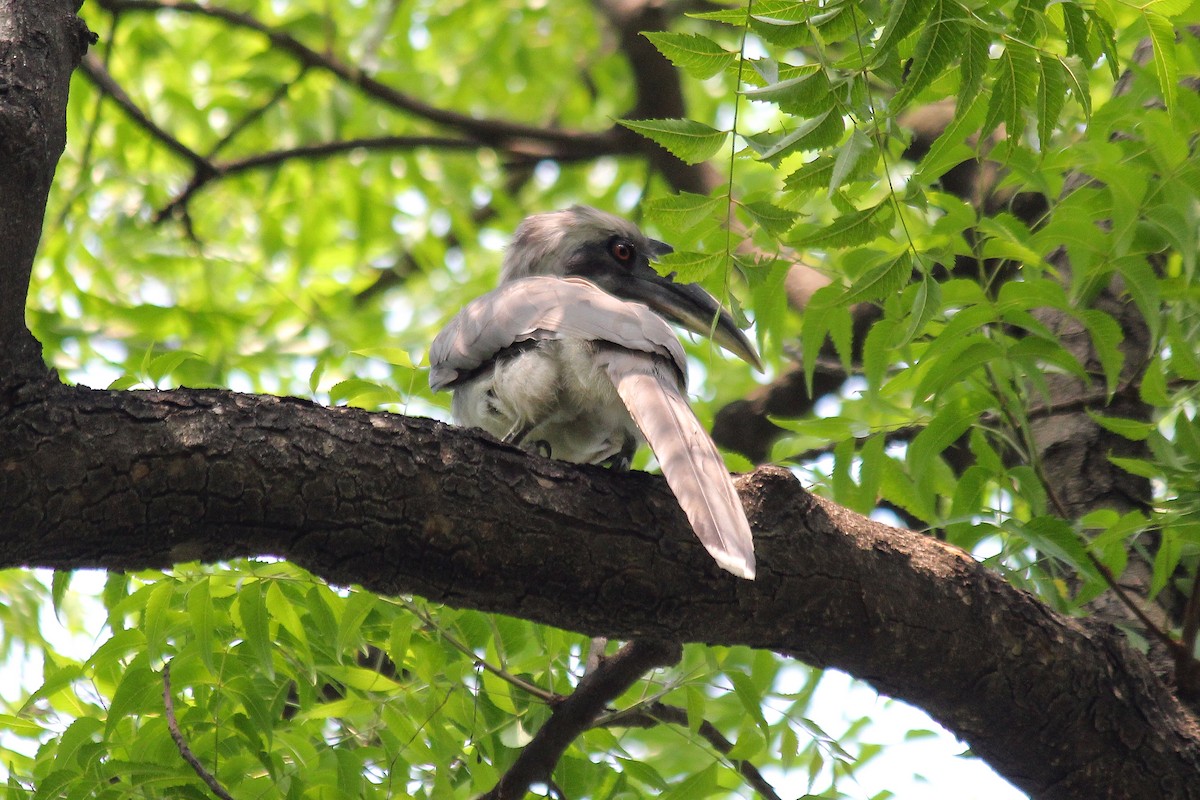 Indian Gray Hornbill - ML620447078