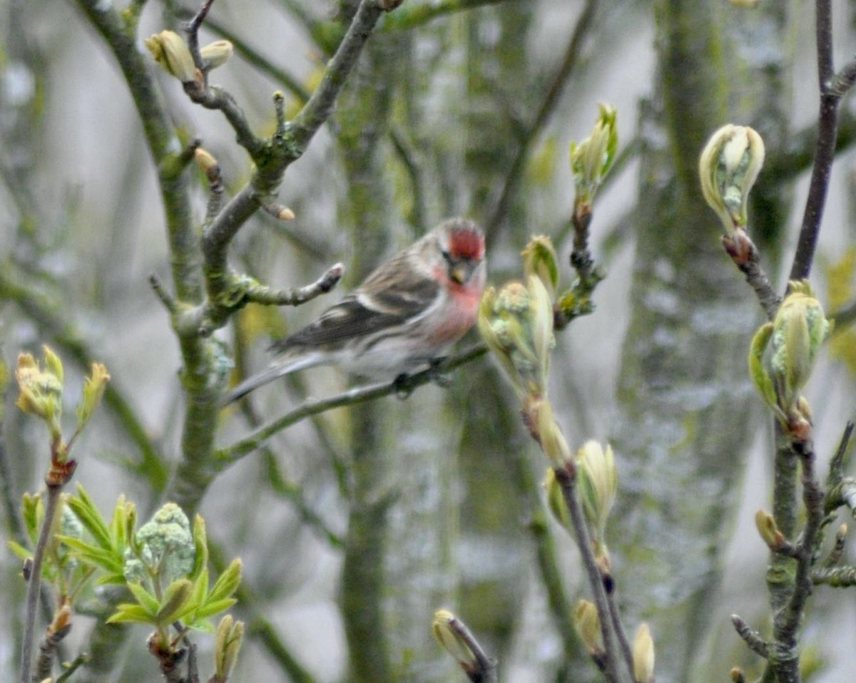 Lesser Redpoll - ML620447086