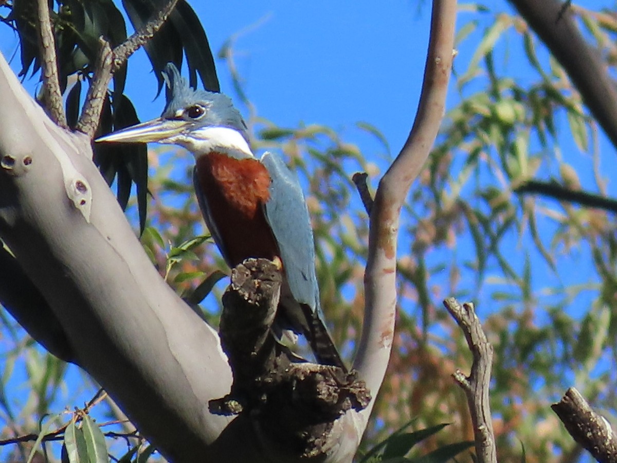 Martín Gigante Neotropical - ML620447088