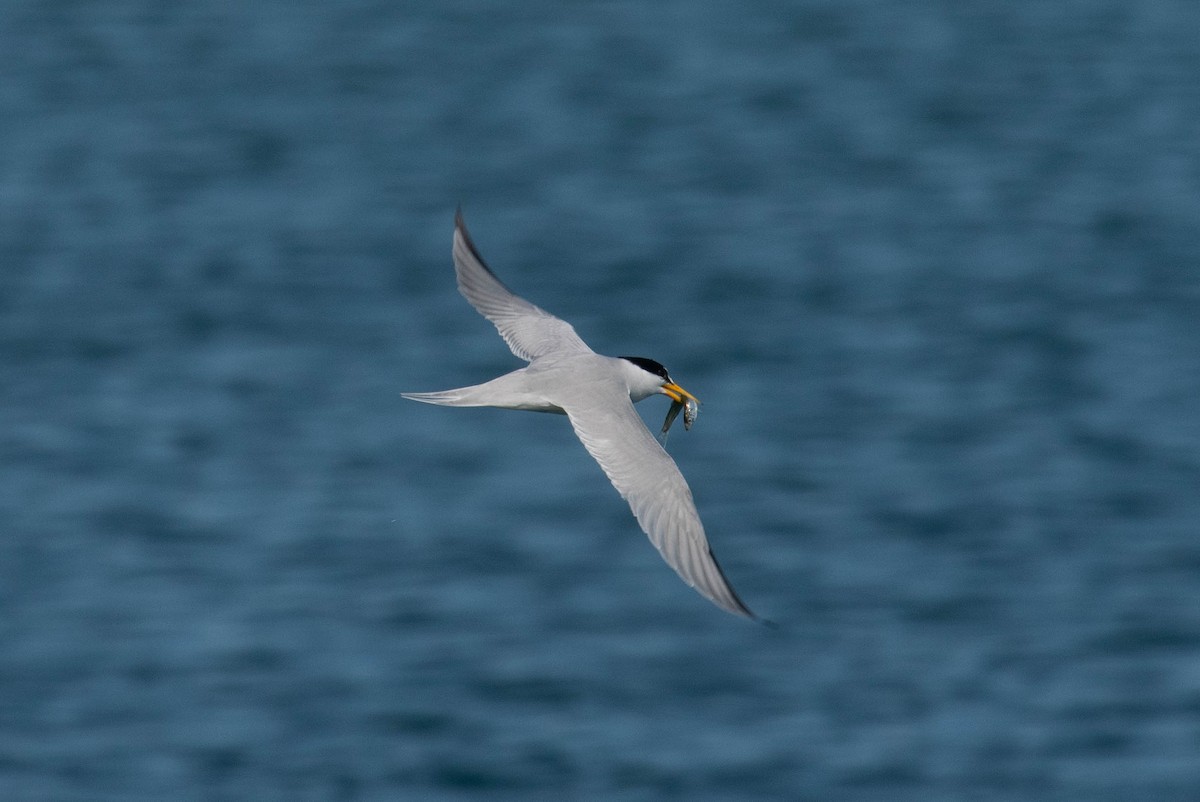 Least Tern - ML620447091