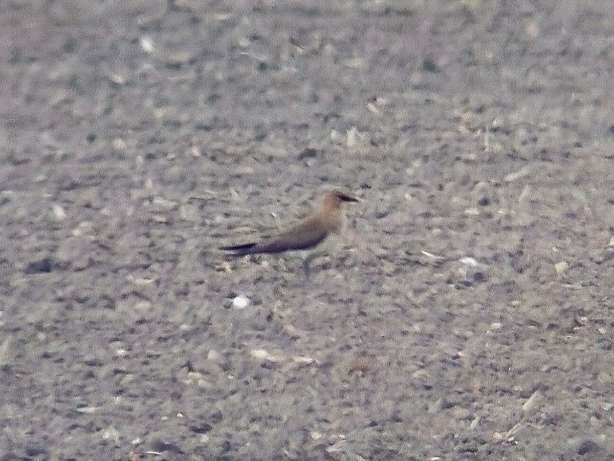 Black-winged Pratincole - ML620447098