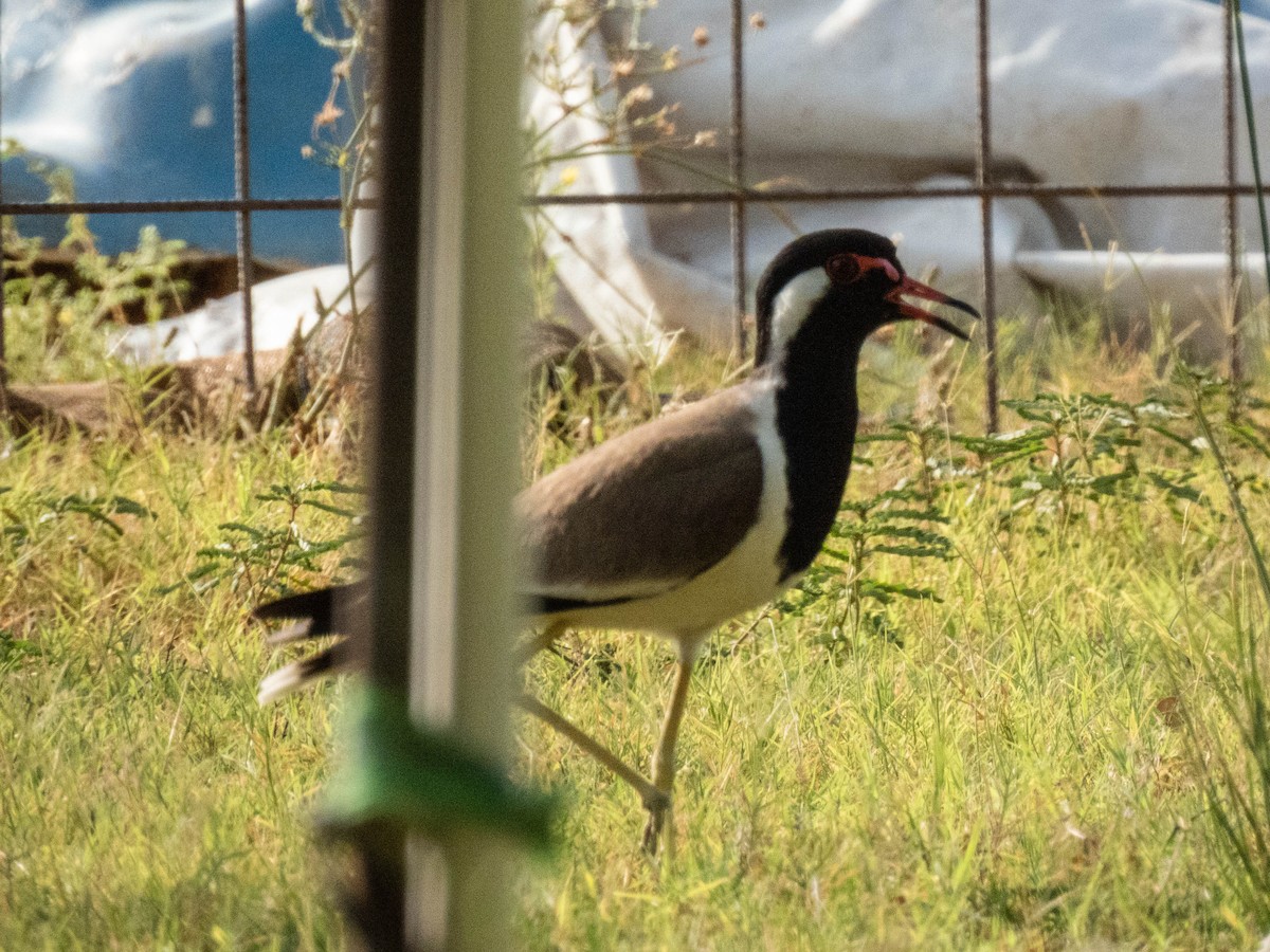 Red-wattled Lapwing - Taisiya Prokofeva