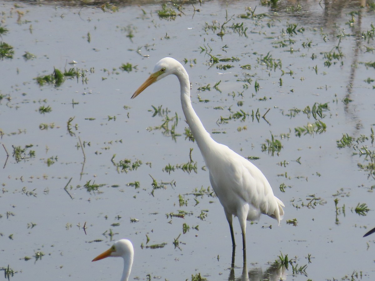 Medium Egret - ML620447102