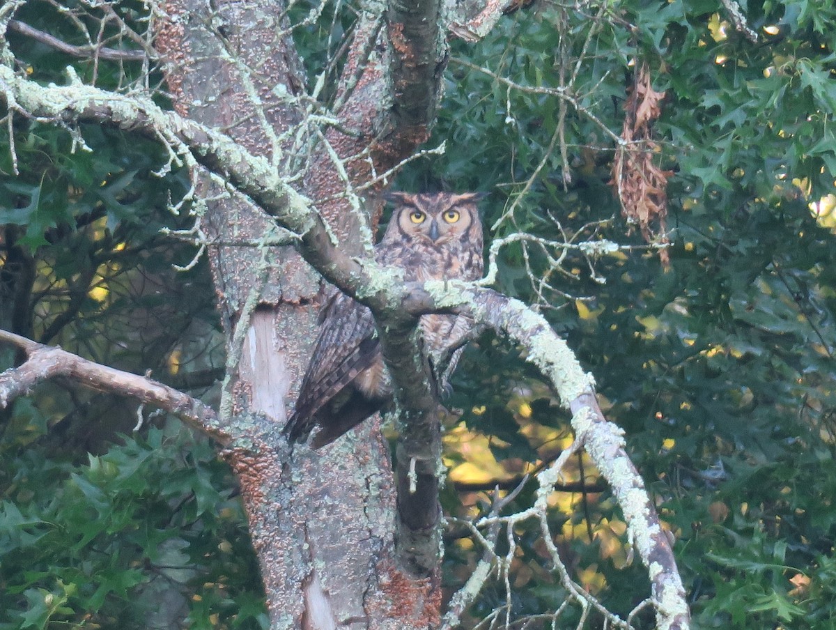 Great Horned Owl - ML620447103