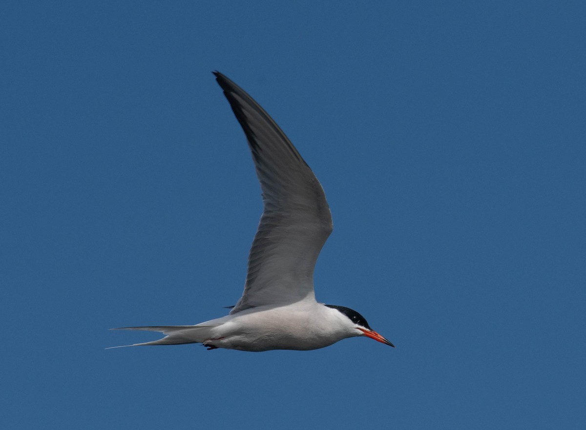 Common Tern - ML620447107