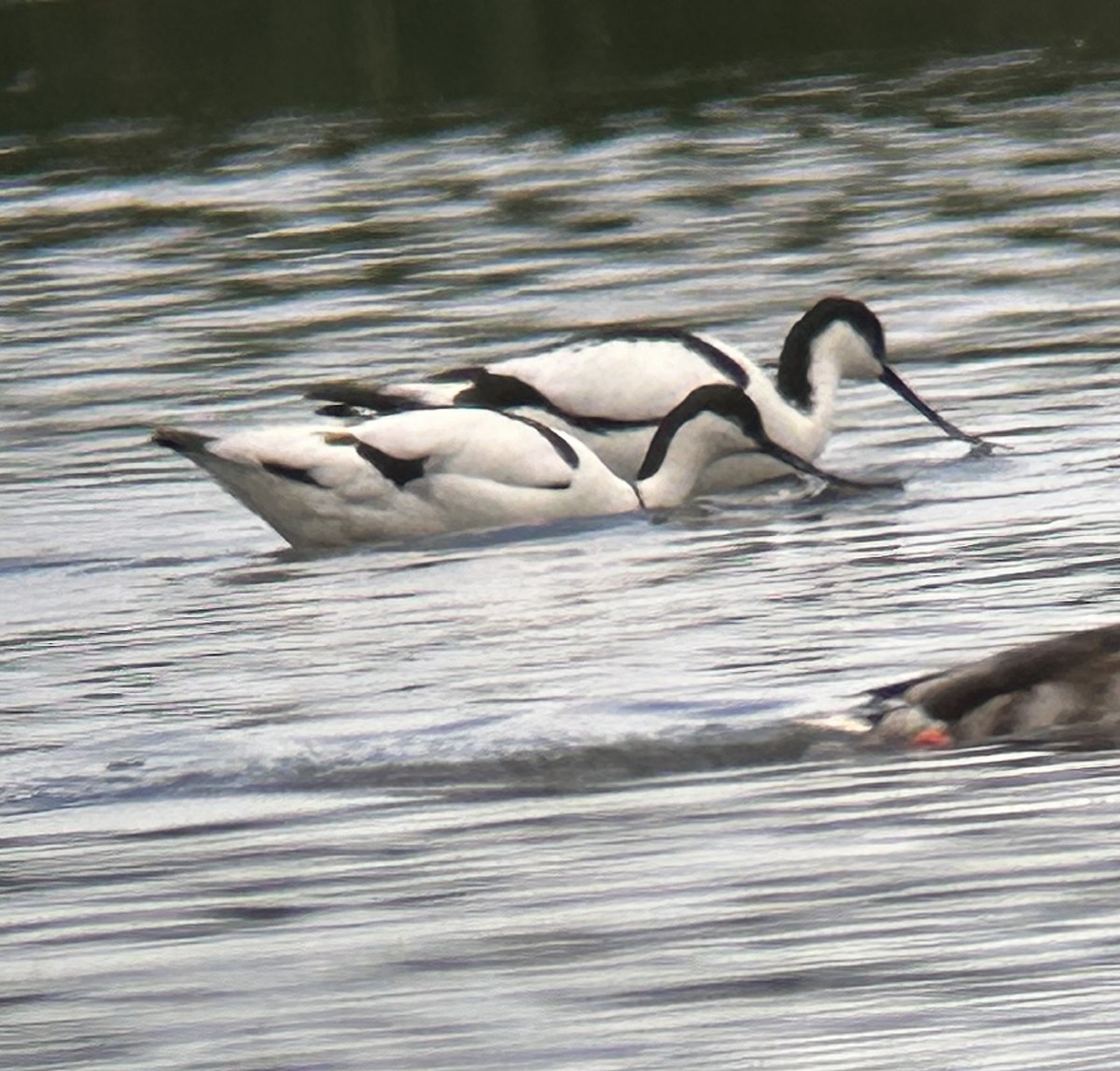 Pied Avocet - ML620447112