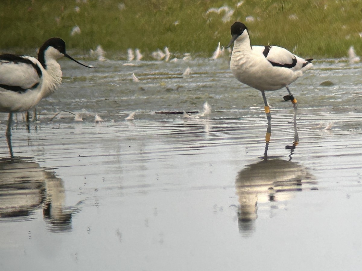 Pied Avocet - ML620447113