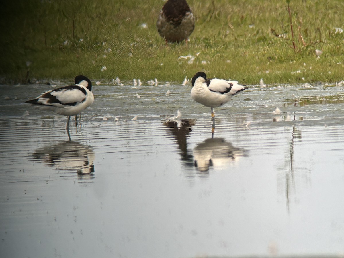 Avoceta Común - ML620447114