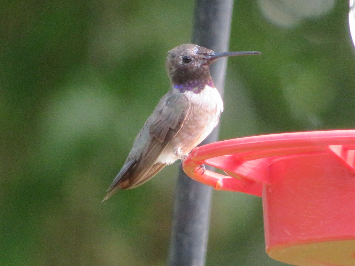 Black-chinned Hummingbird - ML620447119
