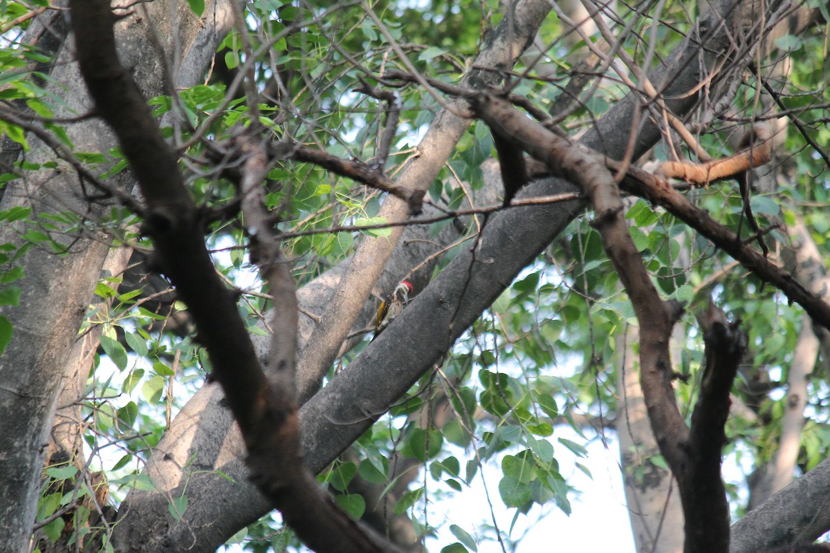 Black-rumped Flameback - ML620447120