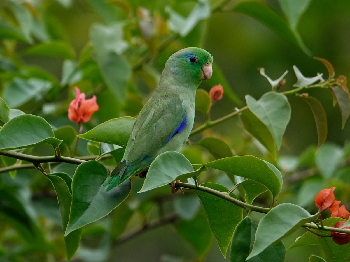 Spectacled Parrotlet - ML620447123