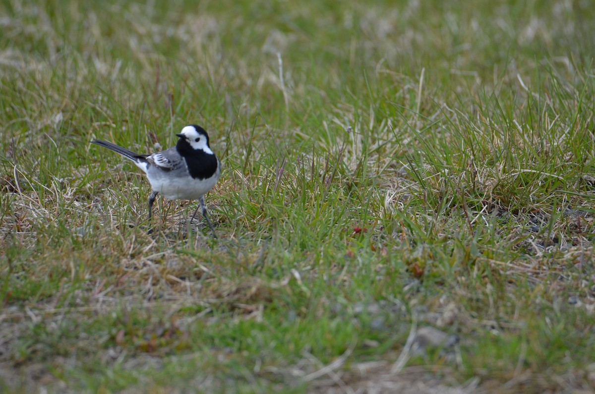 White Wagtail - Kerry Beaghan