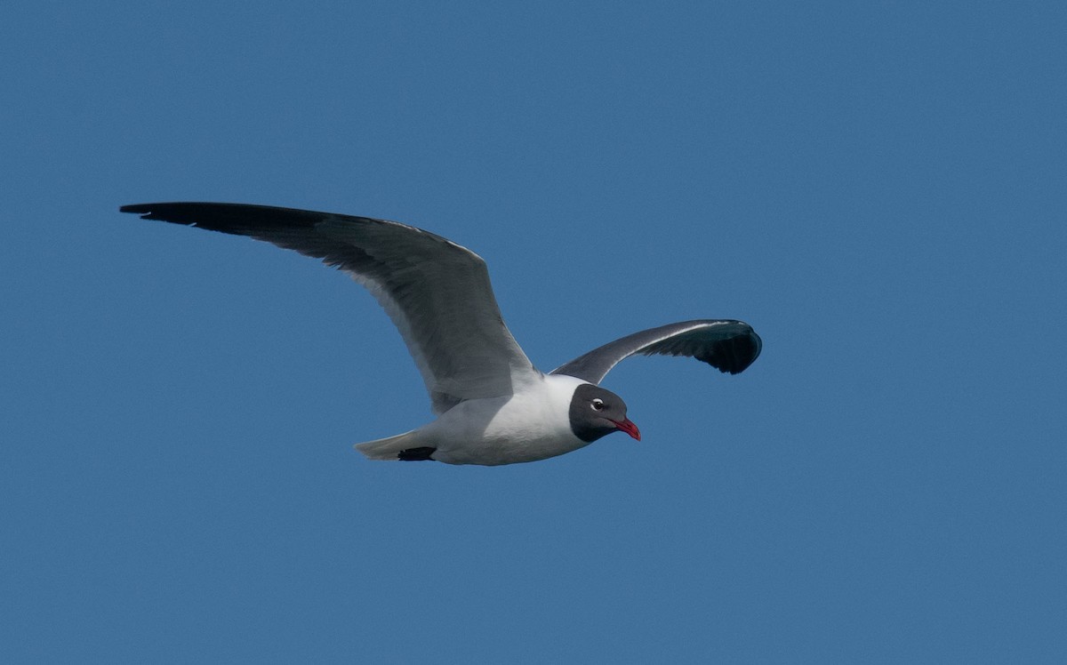 Laughing Gull - Philip Robinson