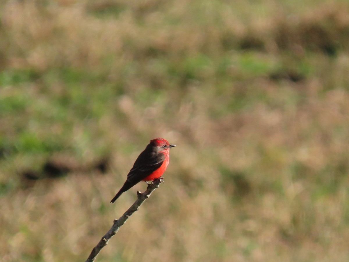 Vermilion Flycatcher - ML620447136